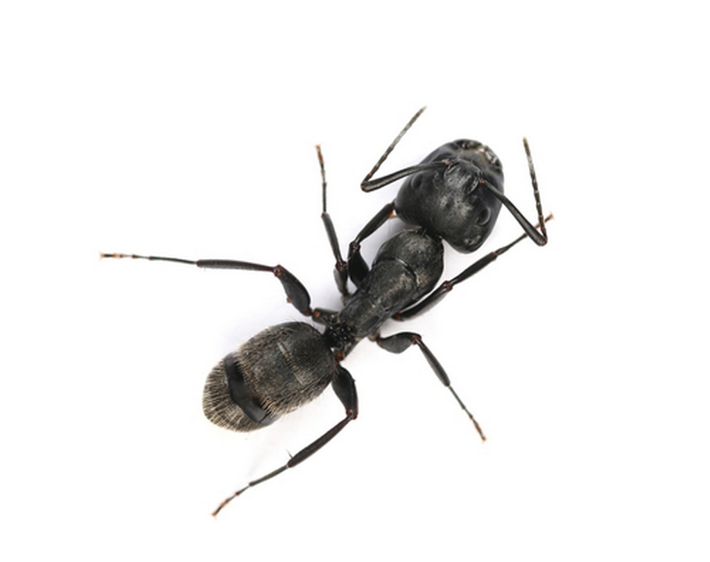 Carpenter ant from above
